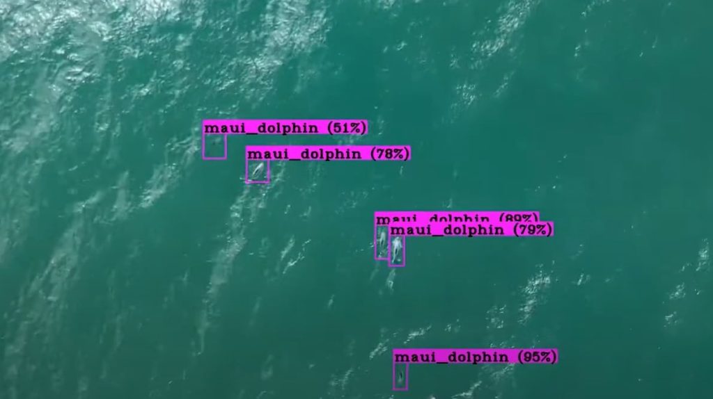 CW-25 identifies Māui dolphins