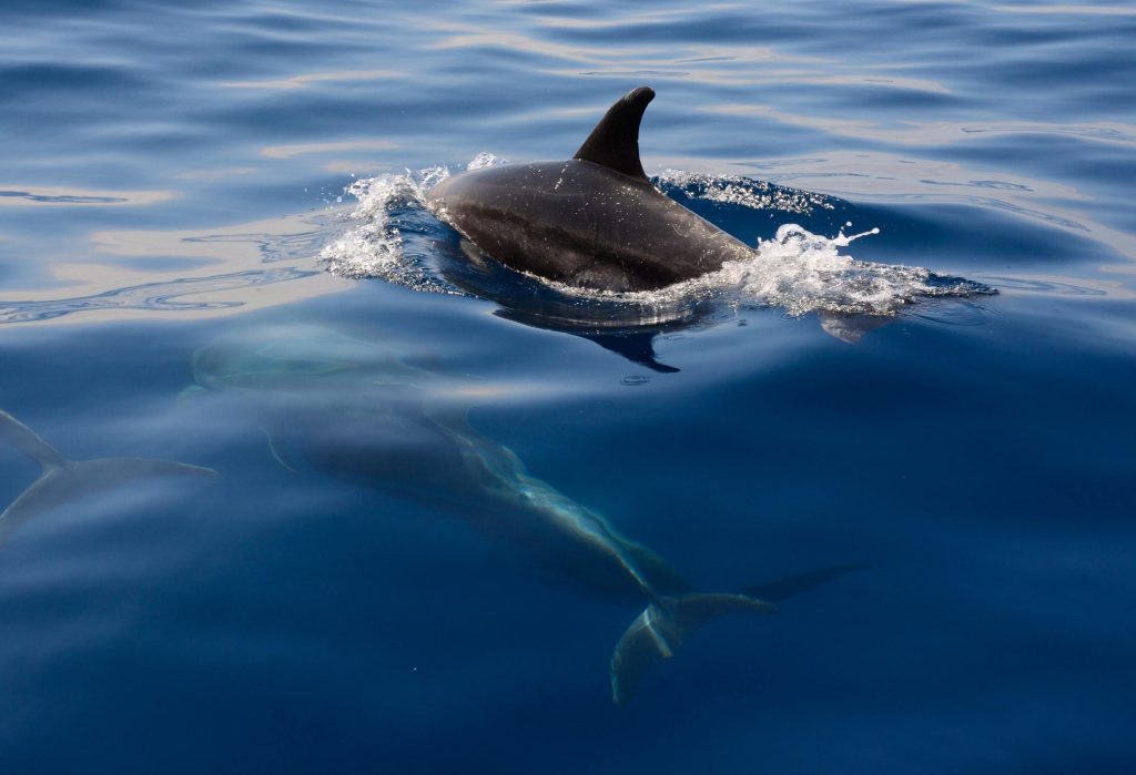 Maui and Hector's dolphins