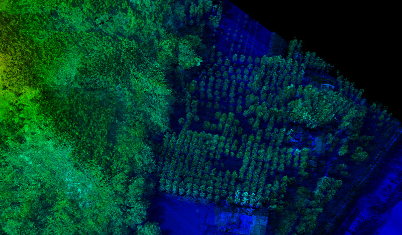 Tree Density Analysis