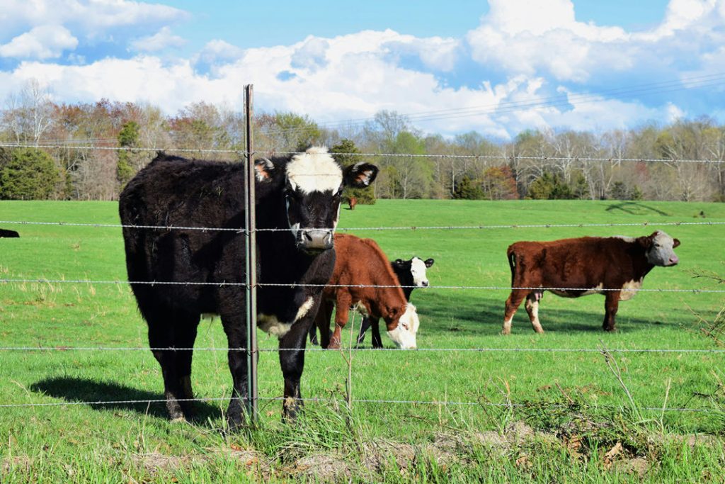 Fences and Gates