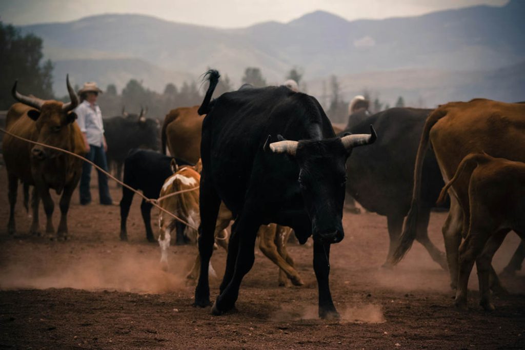 Cattle rustling