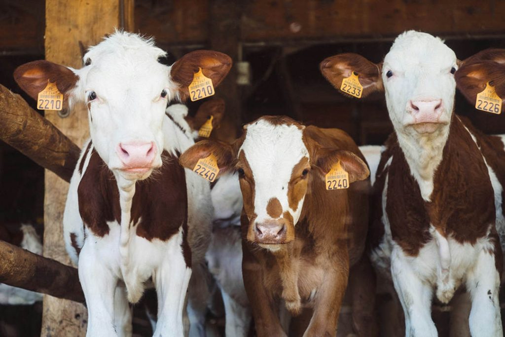 Cattles with ear tags