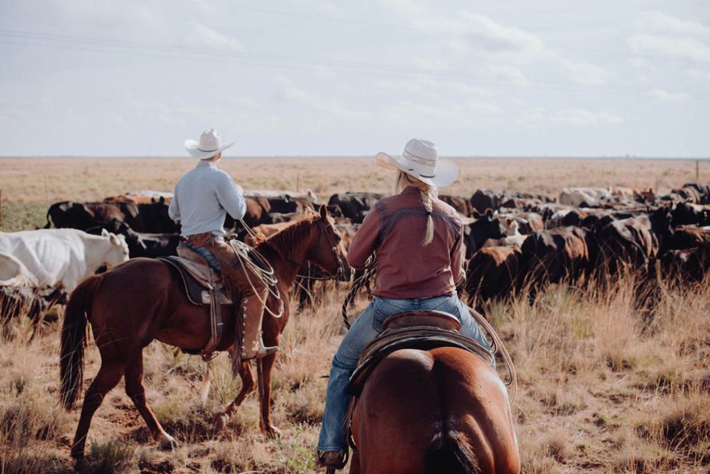 Grazing cattle on horseback