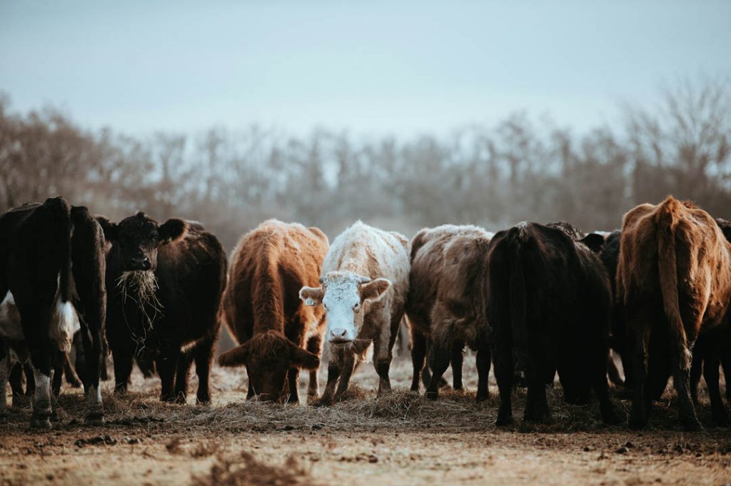 Cattles eating hay 