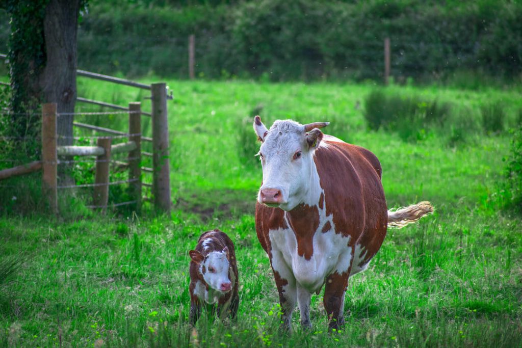 Mother and calf